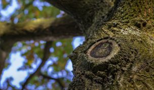 Hintergrundbild - Eichenstamm in Nahaufnahme