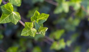 Hintergrundbild - Efeu in Nahaufnahme