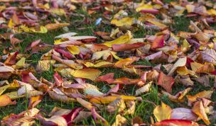 Hintergrundbild - Buntes Herbstlaub