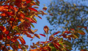 Hintergrundbild - Bunte Farben im Herbst