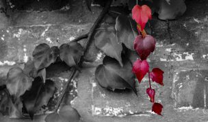 Hintergrundbild - Wilder Wein in rot