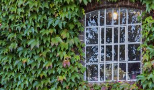 Hintergrundbild - Wilder Wein mit Mühlenfenster