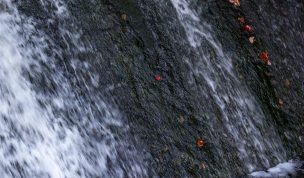 Hintergrundbild - Farbtupfer am Mühlwehr