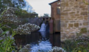Hintergrundbild - Goldruten vor der Mühle