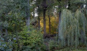 Hintergrundbild - Blick in den Wald