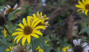 Hintergrundbild - Gelbe Blüten im Herbst