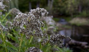 Hintergrundbild - Goldruten am Unterwasser