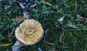 Hintergrundbild - Pilz im Gras