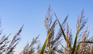 Hintergrundbild - Gräser am Bach