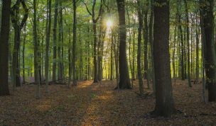 Hintergrundbild - Herbstsonne im Wald