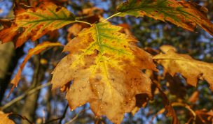 Hintergrundbild - Herbstliche Eichenblätter