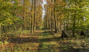 Hintergrundbild - Waldweg im Herbst