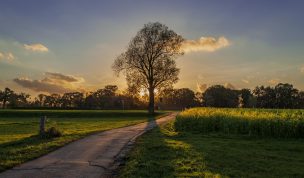 Hintergrundbild - Sonnenuntergang hinter Baum