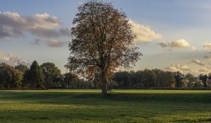 Hintergrundbild - Baum am Feldrand