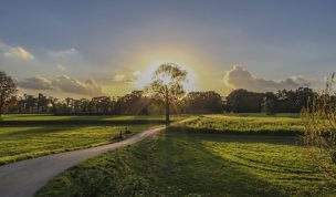Hintergrundbild - Baum mit Sonnenuntergang