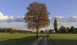 Hintergrundbild - Kastanie am Feldrand