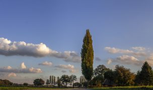 Hintergrundbild - Pappel vor blauem Himmel