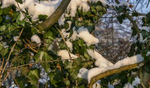 Hintergrundbild - Verschneiter Efeu