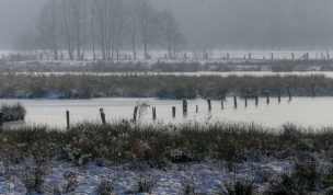 Hintergrundbild - Hervester Bruch im Winter
