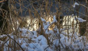 Hintergrundbild - Verschneite Gräser