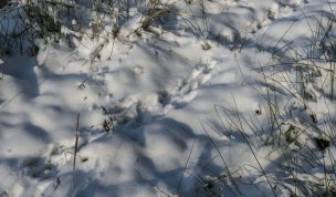 Hintergrundbild - Spuren im Schnee