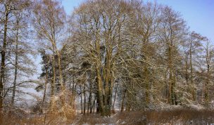 Hintergrundbild - Bäume im Hervester Bruch