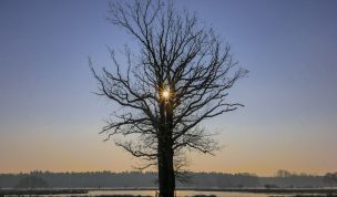 Hintergrundbild - Baum im Winter