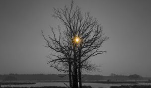 Hintergrundbild - Baum im Winter Colorkey