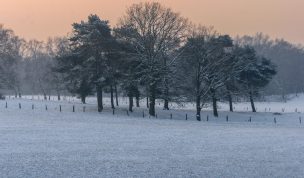 Hintergrundbild - Baumgruppe an einem Wintermorgen