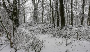 Hintergrundbild - Schnee im Wald