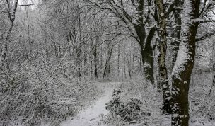 Hintergrundbild - Winter im Wald