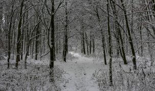 Hintergrundbild - Verschneiter Waldweg