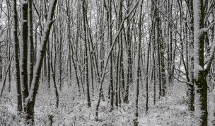 Hintergrundbild - Verschneiter Wald