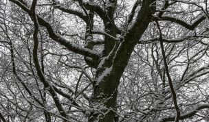Hintergrundbild - Verschneiter Baum