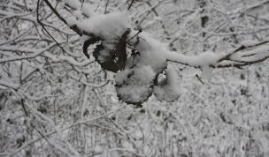 Hintergrundbild - Verschneite Blätter