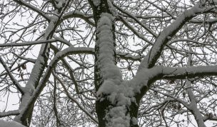 Hintergrundbild - Verschneite Baumkrone
