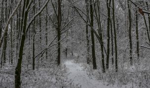 Hintergrundbild - Durch den verschneiten Wald