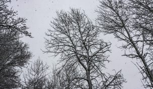 Hintergrundbild - Blick in die Baumkronen