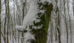 Hintergrundbild - Baumstamm mit Moos und Schnee