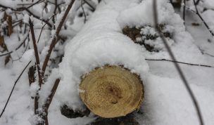 Hintergrundbild - Baumstamm im Winter