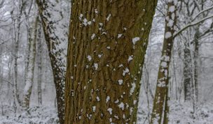 Hintergrundbild - Baumstamm im Schneetreiben
