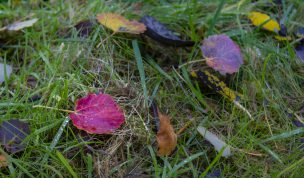 Hintergrundbild - Rotes Blatt im Herbst
