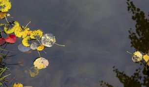 Hintergrundbild - Buntes Laub im Wasser