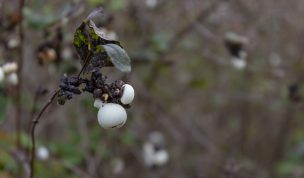 Hintergrundbild - Die letzten Knallerbsen