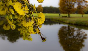 Hintergrundbild - Gelbe Blätter einer Erle