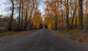 Hintergrundbilder - Straße durch Möllers Bruch