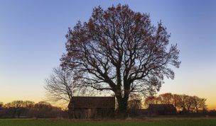 Hintergrundbilder - Baum mit Hütte im Winter