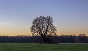 Hintergrundbilder - Baum im Abendlicht