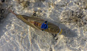 Hintergrundbilder - Picassofisch bei Ebbe