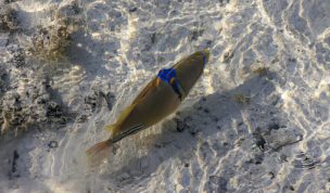 Hintergrundbilder - Picassofisch im Flachwasser